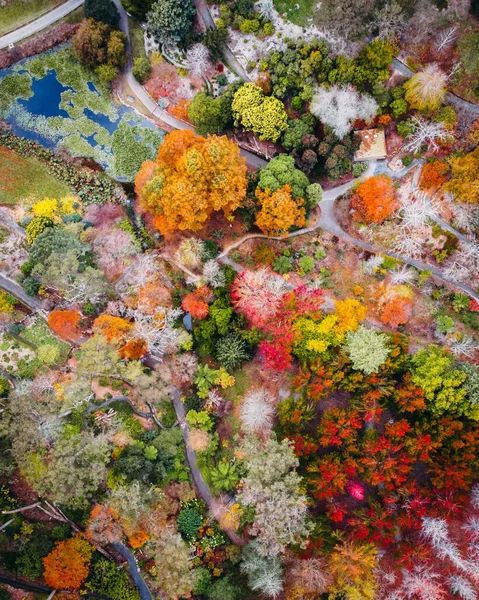 Vacker Bild Coloful Blommor — Stockfoto