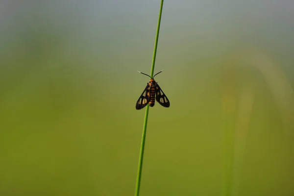 Närbild Bild Monarken Fjäril Uppflugen Ett Grönt Gräs — Stockfoto