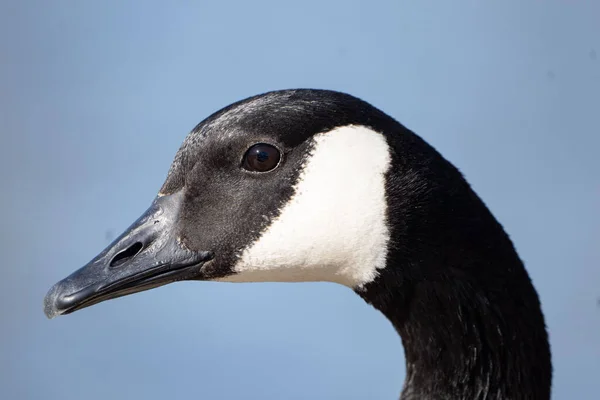 Gros Plan Tête Oie Canada Branta Canadensis — Photo