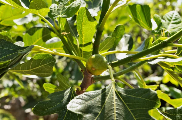 Detalle Higuera Común Con Fruta Inmadura — Foto de Stock