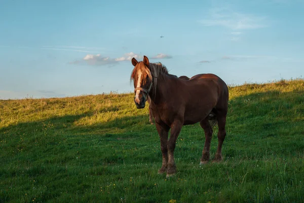 阳光灿烂的日子里 一匹棕色的马在田野里的特写镜头 — 图库照片