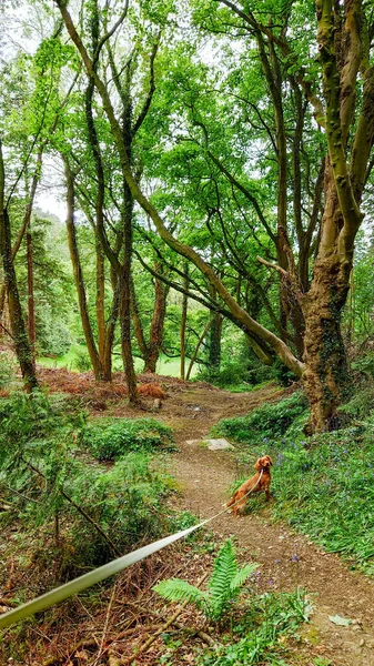 Chien Brun Mignon Sur Sentier Dans Une Forêt Dense Verte — Photo
