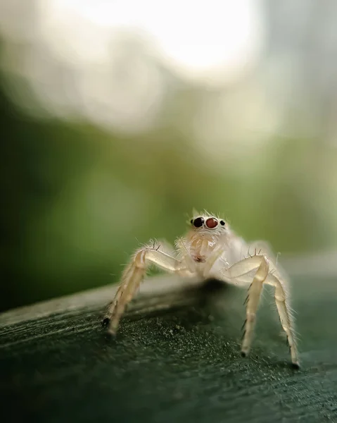Eine Selektive Fokusaufnahme Einer Transparenten Springenden Spinne — Stockfoto