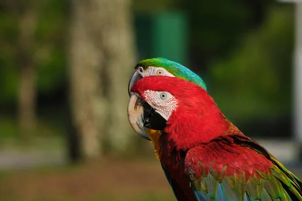 Close Dois Papagaios Macaw Coloridos Contra Fundo Embaçado — Fotografia de Stock