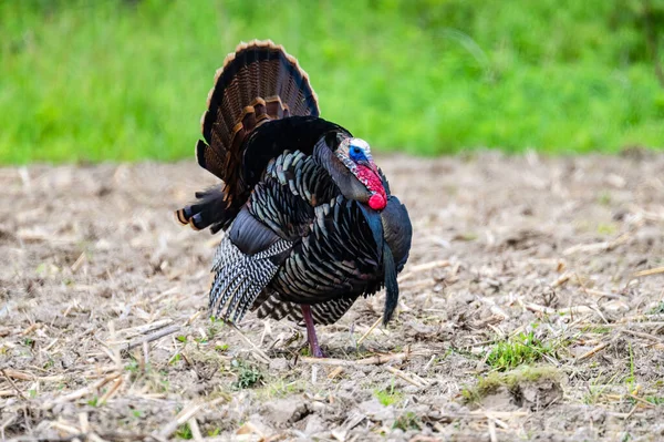 Внутренняя Индейка Meleagris Gallopavo Domesticus Поле — стоковое фото