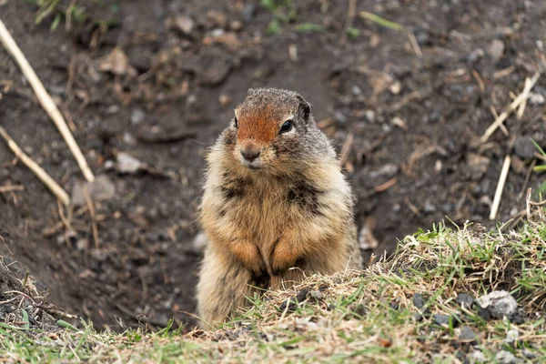 一只松鼠白天在公园里拍的特写镜头 — 图库照片