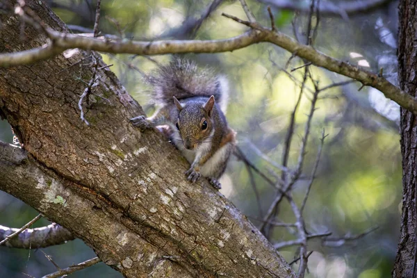 Enfoque Selectivo Una Ardilla Árbol — Foto de Stock