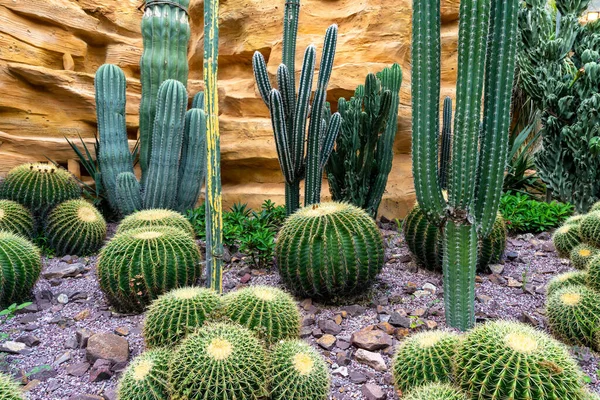 Closeup Different Types Cacti Garden Golden Barrel Cactus Peruvian Apple — Stock Photo, Image