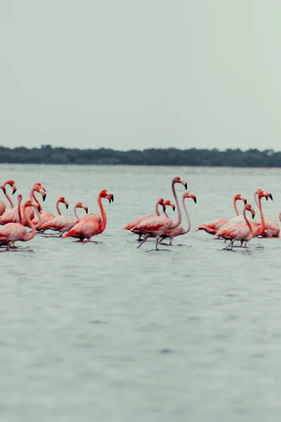 Egy Függőleges Felvétel Egy Csapat Amerikai Flamingóról Tóban — Stock Fotó