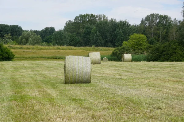Ronde Groene Hooibalen Een Landbouwbedrijf Het Platteland — Stockfoto