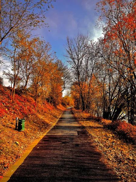 Schöne Aufnahme Eines Fußwegs Der Von Herbstblättern Und Bäumen Umgeben — Stockfoto