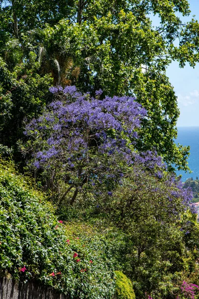 Disparo Vertical Árbol Verde Plan Jacaranda Azul Aire Libre Mar — Foto de Stock