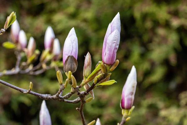 Eine Nahaufnahme Von Magnolia Zenii Einer Pflanzenart Aus Der Familie — Stockfoto