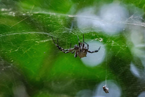 Primer Plano Una Araña Cyrtophora Citricola Tela Bosque — Foto de Stock