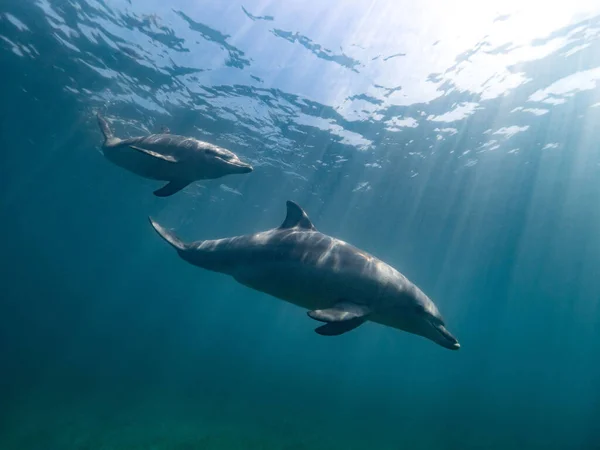 Dolfijnen Zwemmen Aan Oppervlakte Van Oceaan — Stockfoto