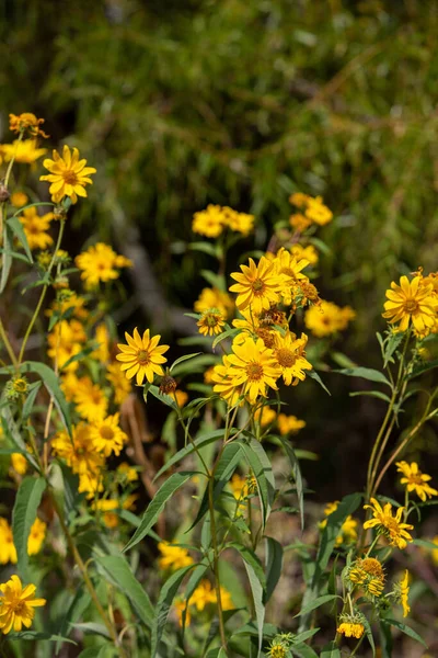 Sarı Güneşli Heliopsis Çiçeklerinin Dikey Sığ Odağı — Stok fotoğraf