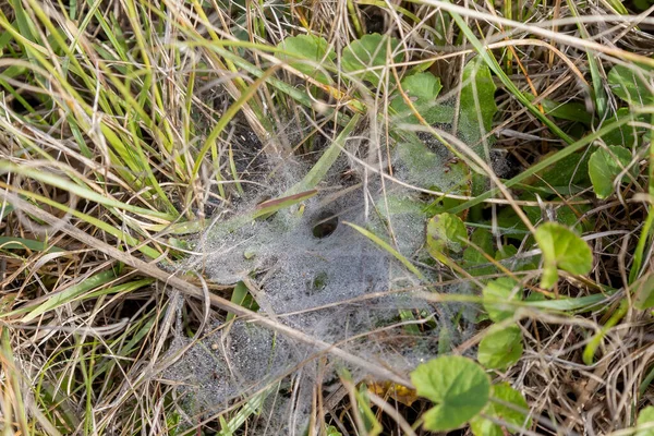 Rosée Tôt Matin Sur Une Toile Araignée Niveau Sol Prise — Photo