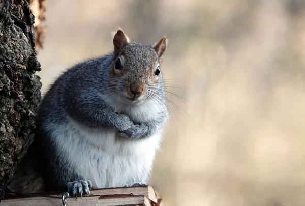 Eine Schöne Aufnahme Eines Niedlichen Grauen Eichhörnchens — Stockfoto