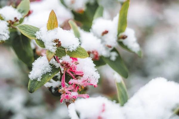 Seletivo Flores Cobertas Neve Dia Primavera — Fotografia de Stock