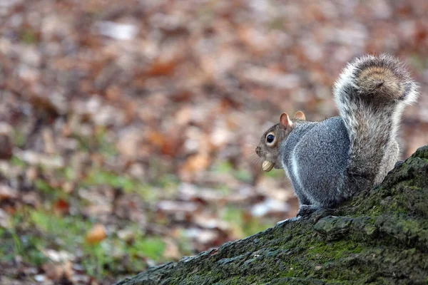 Piękne Ujęcie Ślicznej Szarej Wiewiórki — Zdjęcie stockowe