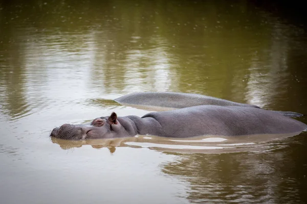 Twee Gewone Nijlpaarden Slapen Het Water — Stockfoto