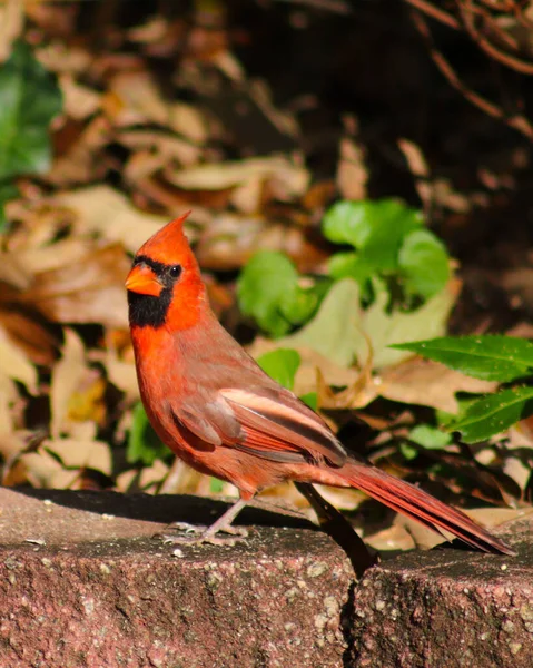 Enfoque Selectivo Del Cardenal Del Norte Cardinalis Cardinalis —  Fotos de Stock