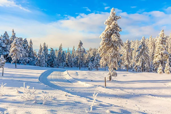 Una Hermosa Toma Campo Fondo Bosque Completamente Cubierto Nieve Durante —  Fotos de Stock