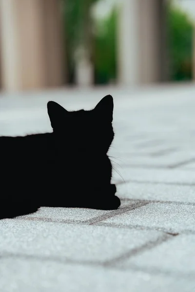 Eine Rückansicht Einer Schwarzen Katze Die Auf Dem Boden Liegt — Stockfoto