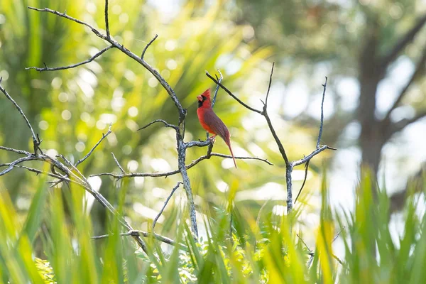 Tiro Seletivo Foco Cardeal Vermelho Empoleirado Ramo — Fotografia de Stock