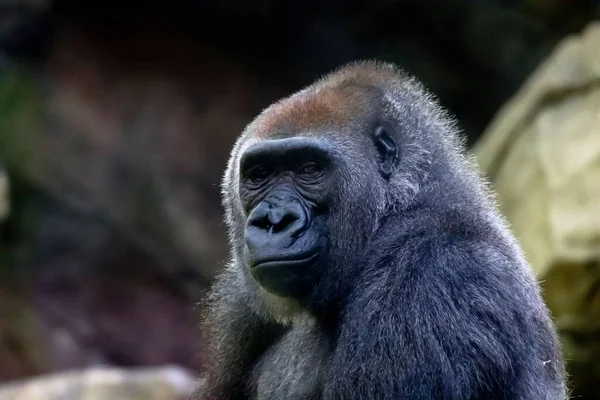 Ένα Πορτραίτο Του Γορίλα Του Κονγκό Φωτογραφήθηκε Στο Ζωολογικό Κήπο — Φωτογραφία Αρχείου