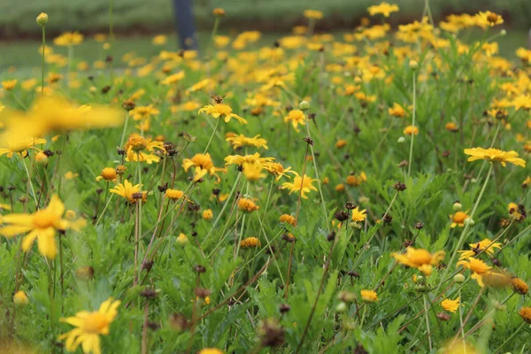 Parkta Seçici Sarı Çiçekler — Stok fotoğraf