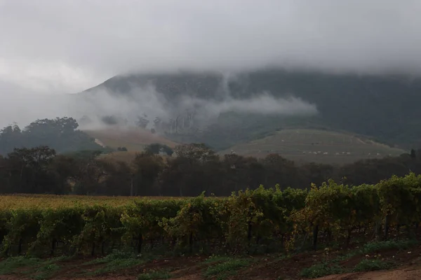 Красивый Вид Виноградники Винодельне Groot Constantia Wine Farm Кейптауне Утренний — стоковое фото