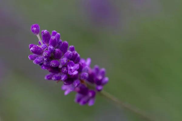 Detailní Záběr Pupenů Modré Levandule Rozmazaným Pozadím — Stock fotografie