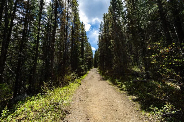 森の中の空の未舗装の道の美しいショット — ストック写真
