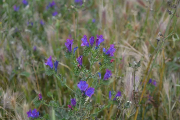 野生の紫色の花の選択的な焦点ショット — ストック写真