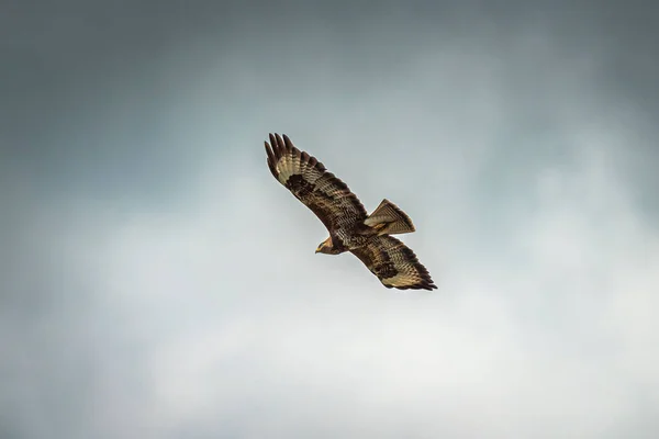 一只秃鹰在飞行中搜寻猎物 — 图库照片