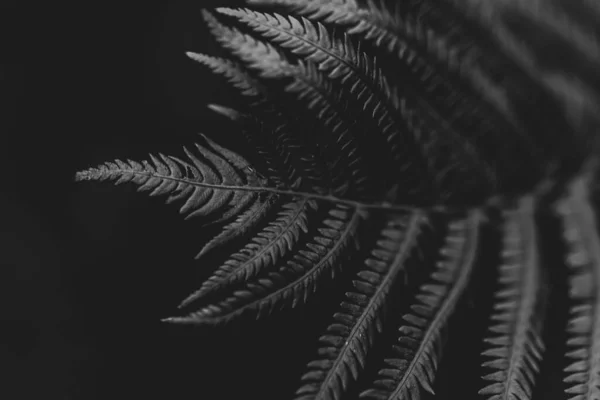 Grayscale Closeup Shot Leaves — Stockfoto