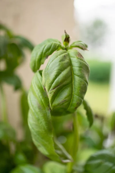 Vertical Closeup Shot Basil Growing Garden — Stock Photo, Image