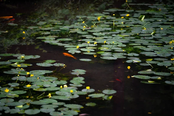 Beautiful View Lily Pads Utricularia Pond — Stock Photo, Image