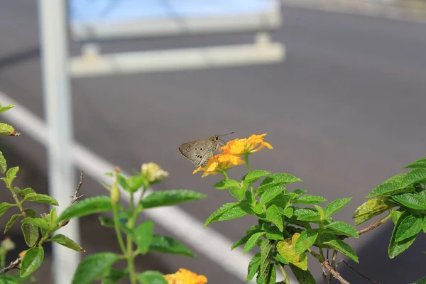 Крупный План Маленькой Бабочки Желтом Цветке — стоковое фото