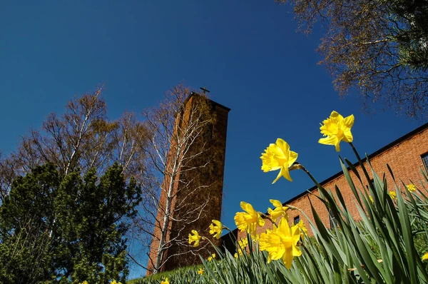 Primer Plano Narcissus Pseudonarcissus Narcisos Salvajes Cementerio — Foto de Stock