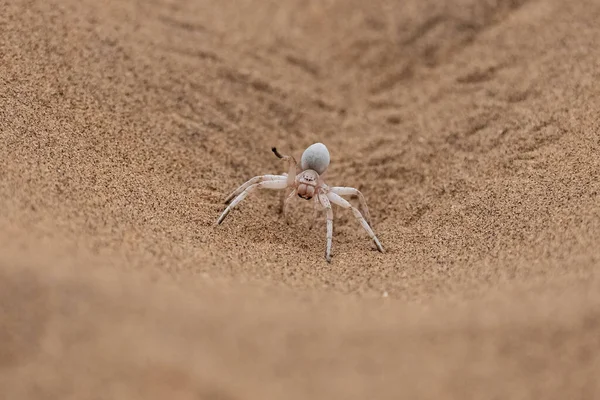 Namibia Dancing White Lady Spider Spider Desert — Stock Photo, Image