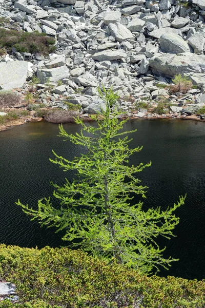 Ramo Verde Perto Lago Montanha Raso Com Rochas Seu Redor — Fotografia de Stock