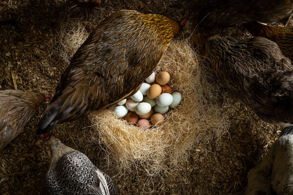 A closeup of chickens and a pile of eggs inside a barn