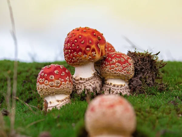 Grupo Cogumelos Jovens Mosca Amanita Musgo — Fotografia de Stock