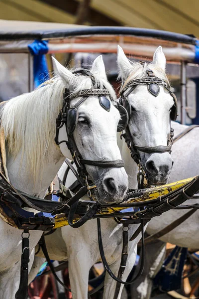 Красивый Снимок Двух Лошадей Кладрубера Повозкой — стоковое фото