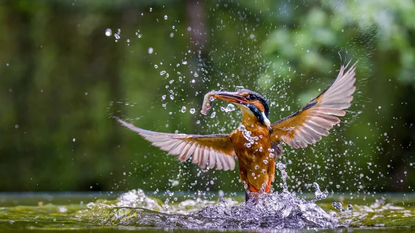 Egy Közeli Kép Egy Kingfisher Alcedinidae Vadászat Vízben Fröccsenő Körül — Stock Fotó