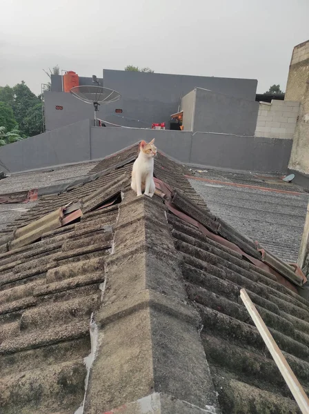 Vertical Shot Cute Street Cat Sitting Rooftop — Stock Photo, Image