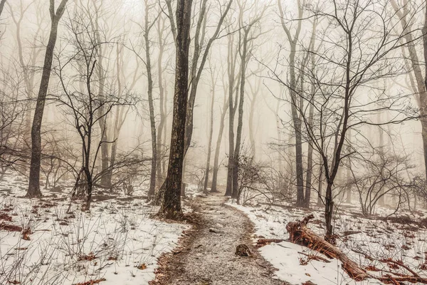 Una Hermosa Toma Del Interior Del Bosque Completamente Cubierto Nieve —  Fotos de Stock