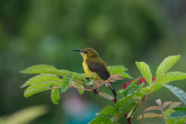 Close Shot Yellow Bird Sitting Tree Branch Blurry Background — Stock Photo, Image